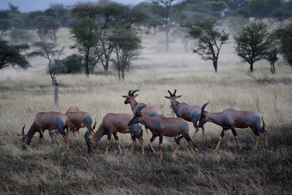 Central Serengeti